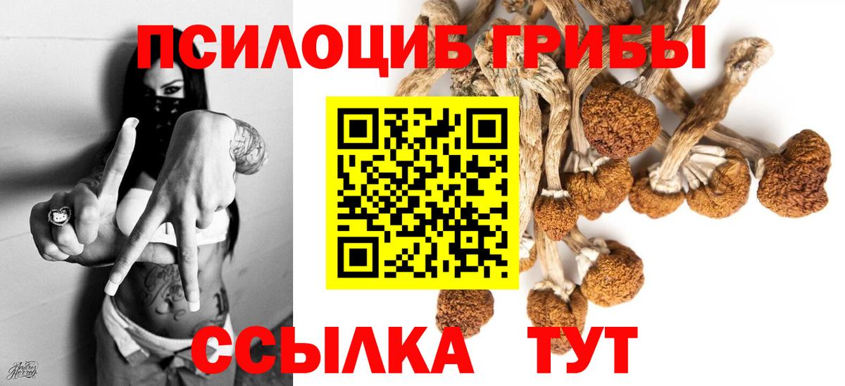 Псилоцибиновые грибы Cubensis  Вход с VPN  Ликино-Дулёво 